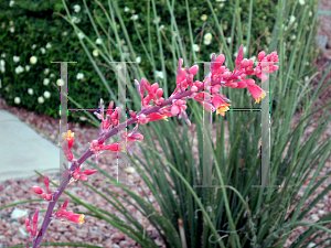 Picture of Hesperaloe parviflora 