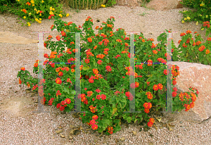 Picture of Lantana camara 'Radiation'