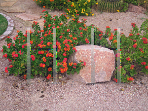 Picture of Lantana camara 'Radiation'