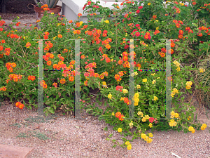 Picture of Lantana camara 'Radiation'