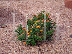 Picture of Lantana camara 'Radiation'