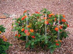 Picture of Lantana camara 'Radiation'