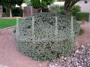 Picture of Leucophyllum frutescens 'Compactum'