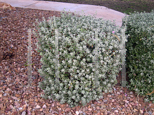 Picture of Leucophyllum frutescens 'Compactum'