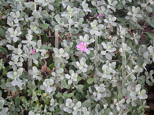 Picture of Leucophyllum frutescens 'Compactum'