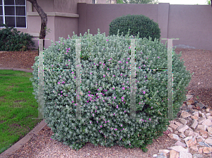 Picture of Leucophyllum frutescens 'Compactum'