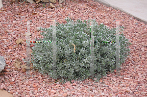 Picture of Leucophyllum frutescens 'Compactum'