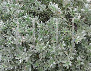 Picture of Leucophyllum frutescens 'Compactum'