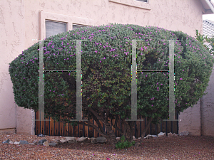 Picture of Leucophyllum frutescens 'Green Cloud'