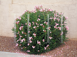 Picture of Nerium oleander 'Petite Salmon'