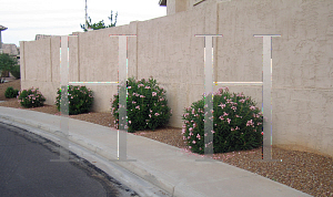 Picture of Nerium oleander 'Petite Salmon'