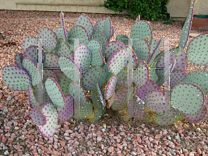 Picture of Opuntia  