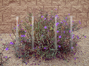 Picture of Ruellia tweediana 