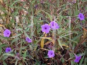 Picture of Ruellia tweediana 