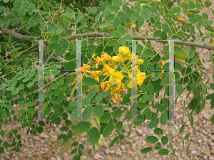 Picture of Senna bicapsularis 