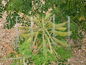 Picture of Senna bicapsularis 