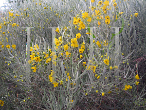 Picture of Senna phyllodinea 