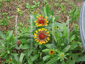 Picture of Gaillardia  'Fanfare'