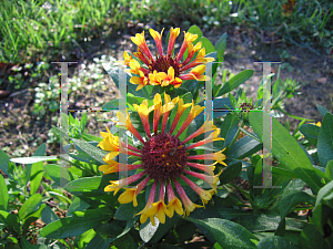 Picture of Gaillardia  'Fanfare'