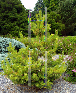 Picture of Pinus sylvestris 'Gold Coin'