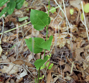 Picture of Smilax rotundifolia 