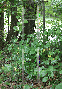 Picture of Smilax rotundifolia 