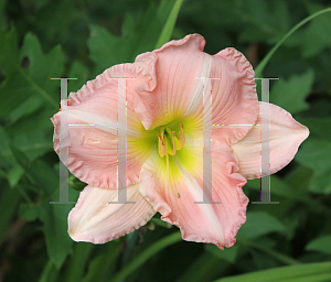 Picture of Hemerocallis  'Burtonsville Blush'