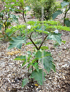 Picture of Datura stramonium 