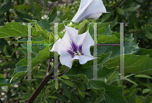 Picture of Datura stramonium 