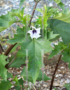 Picture of Datura stramonium 