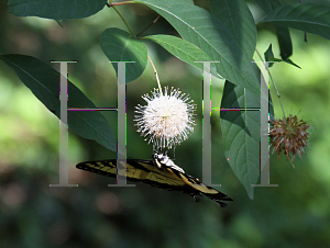 Picture of Cephalanthus occidentalis 