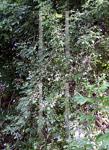 Picture of Rosa multiflora 