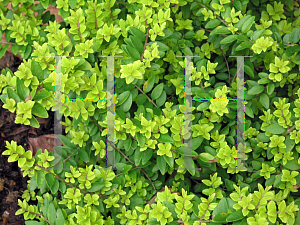 Picture of Lonicera nitida 'Briloni (Edmee Gold)'