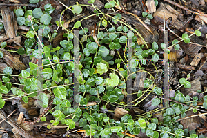 Picture of Michelia repens 