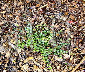 Picture of Michelia repens 