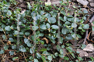 Picture of Michelia repens 