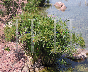 Picture of Cyperus alternifolius 