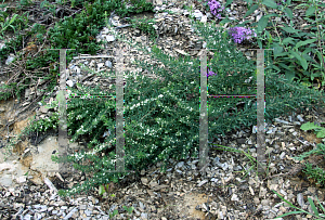 Picture of Lespedeza cuneata 