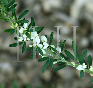 Picture of Lespedeza cuneata 