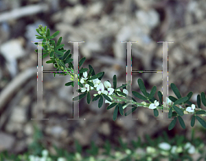 Picture of Lespedeza cuneata 