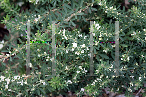 Picture of Lespedeza cuneata 