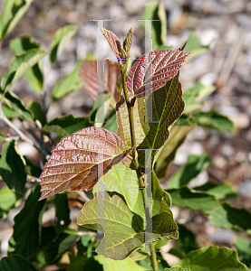 Picture of Hamamelis x intermedia 'Arnold's Promise'