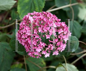 Picture of Hydrangea arborescens 'PIIHA-1 (Endless Summer Bella Anna)'