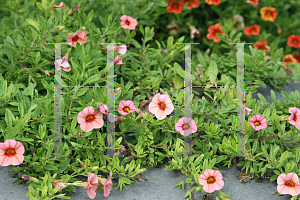 Picture of Calibrachoa  'Callie (Peach)'