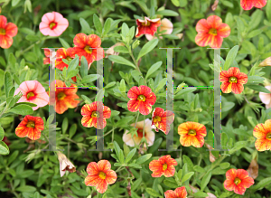 Picture of Calibrachoa  'Can-Can (Terracotta)'