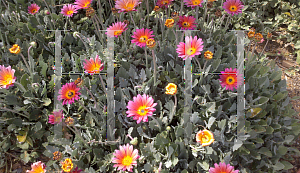 Picture of Gazania rigens 