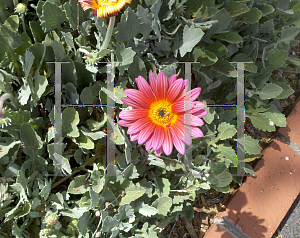 Picture of Gazania rigens 