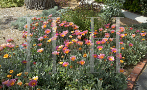 Picture of Gazania rigens 