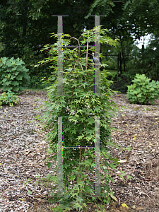 Picture of Acer palmatum 'Ryusen'