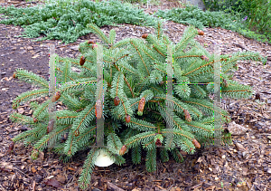 Picture of Picea pungens 'Ruby Teardrops'